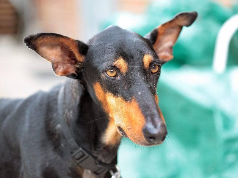 Tierheim NRW: Hündin Sally (Symbolbild)