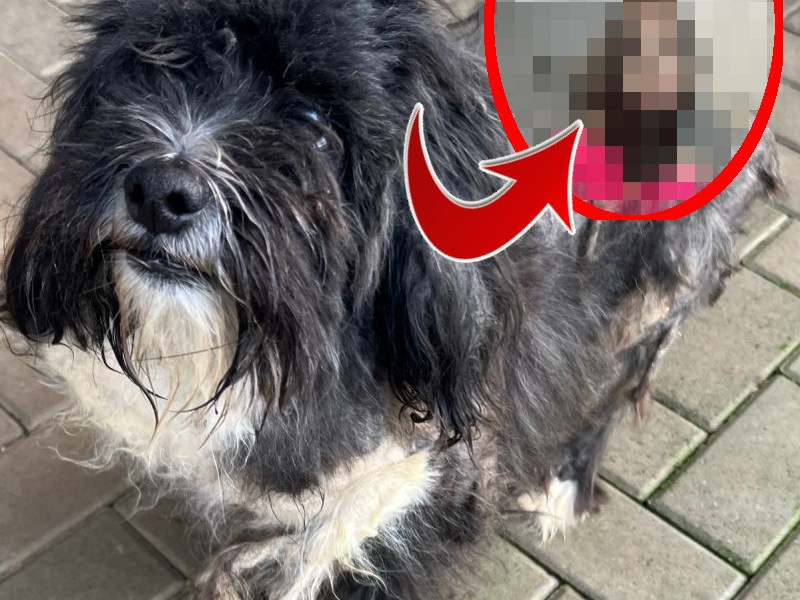 Tierheim NRW - Teddy