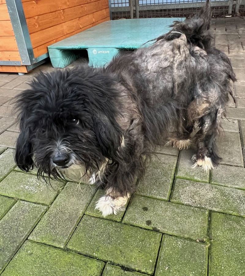 Hund Teddy im Tierheim in Köln-Dellbrück